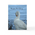 Swan Birthday card