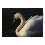 Swan Cards