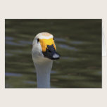 Swan cards