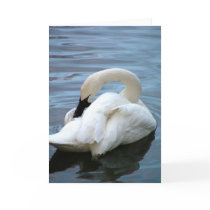 Swan Cards