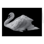 swan cards