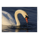 Swan Greeting Card