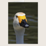 Swan cards