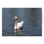 swan cards