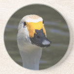 Swan Coaster