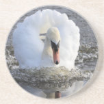 Swan Coaster