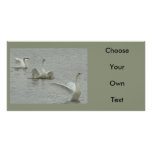 Swan-collage photo cards