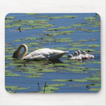 Swan & Cygnets Feeding mousepads