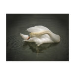 Swan Dance postcards