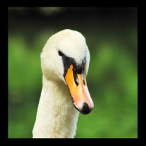Swan Face posters