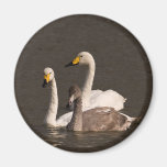 Swan Family Magnet