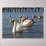 Swan Family Poster