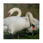 Swan Family Tile