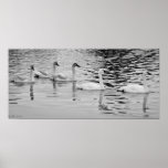 Swan Flotilla Print