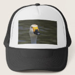 Swan hats