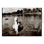 Swan Lake cards