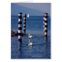 Swan Lake Cards