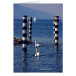 Swan Lake Cards
