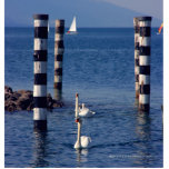 Swan Lake photo sculpture