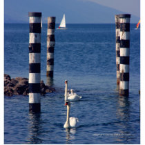 Swan Lake