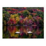 Swan Lake Postcard