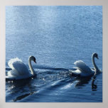 Swan Lake Print