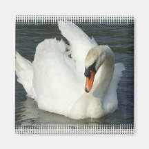 Swan Lake Square Magnet