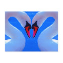 Swan Love, Romantic Heart Shaped Necks postcards