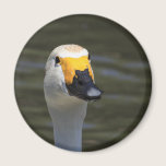 Swan magnets