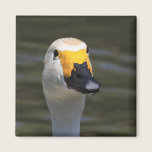 Swan magnets