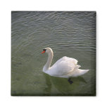 Swan Magnet