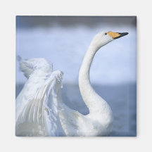 Swan Magnet