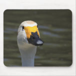 Swan mousepads