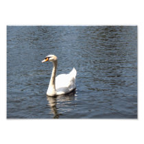 Swan on a lake