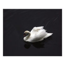 Swan on lake photo