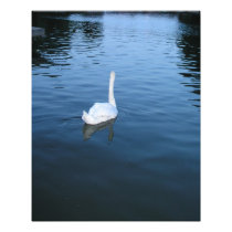 Swan on lake photo print