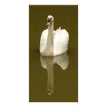 Swan Photo Card photo cards