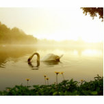 Swan photo sculptures