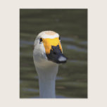 Swan postcards