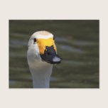 Swan postcards
