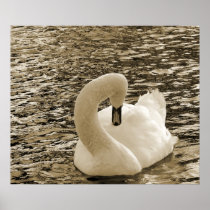 Swan Poster