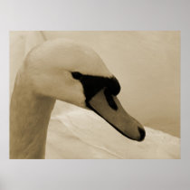Swan Posters