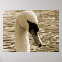 Swan Poster
