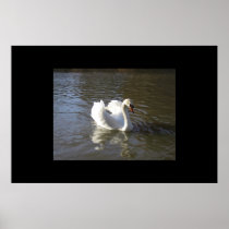 Swan Poster