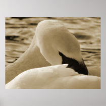 Swan Poster