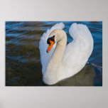 swan profile