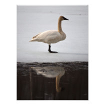 Swan, Reflected Photo