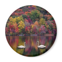Swan Reflection Magnet