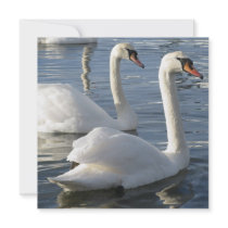 Swan Reflections Invitations