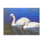 Swan Reflections Postcard
